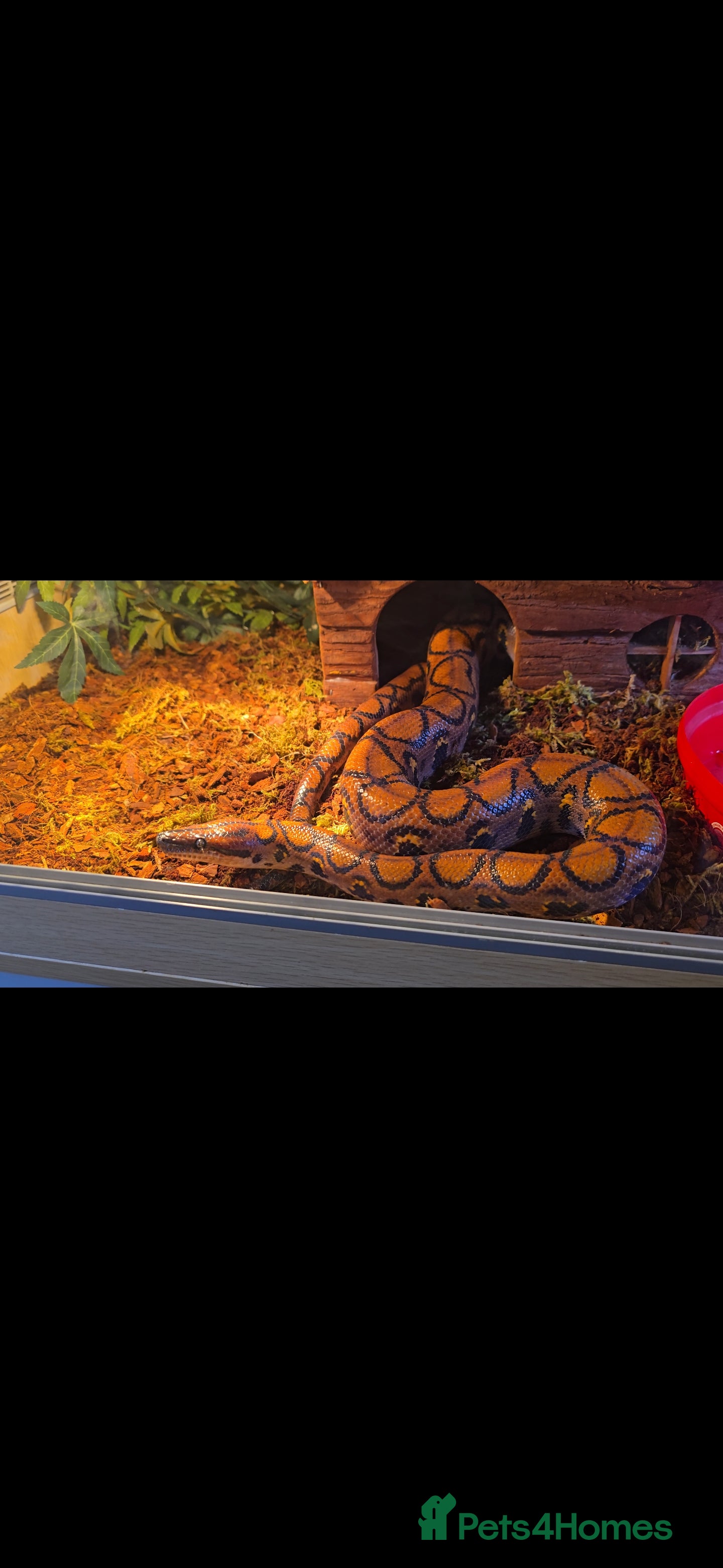 Boa Snake reptiles Male rainbow boa  - Advert 1