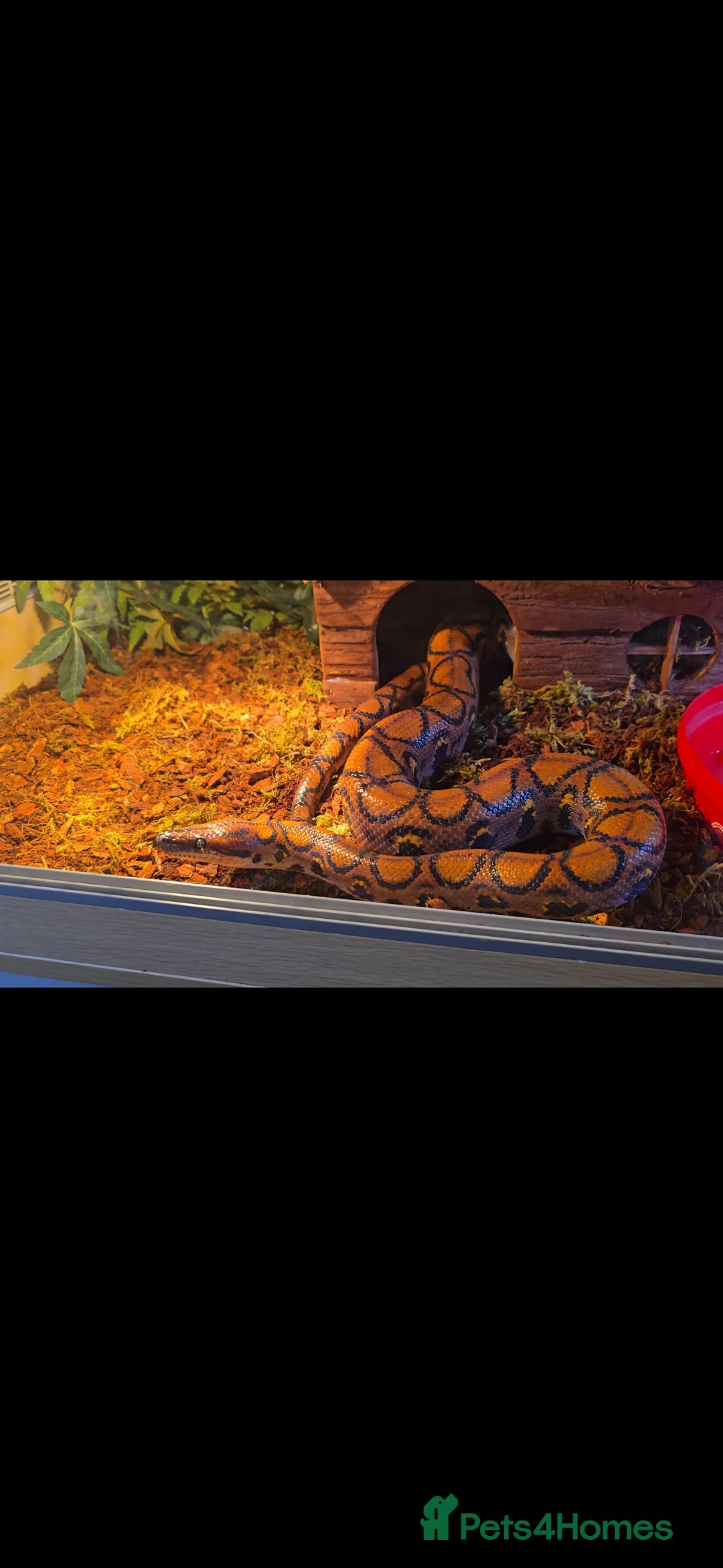 Boa Snake reptiles for sale: Male rainbow boa  - Advert 1