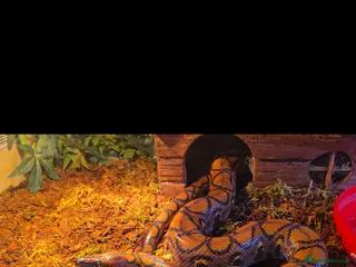 Boa Snake reptiles Male rainbow boa - Advert 1