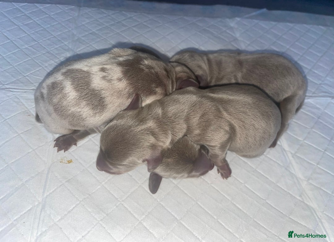Miniature Dachshund dogs for sale: Miniature dachshund puppy’s  - Advert 6