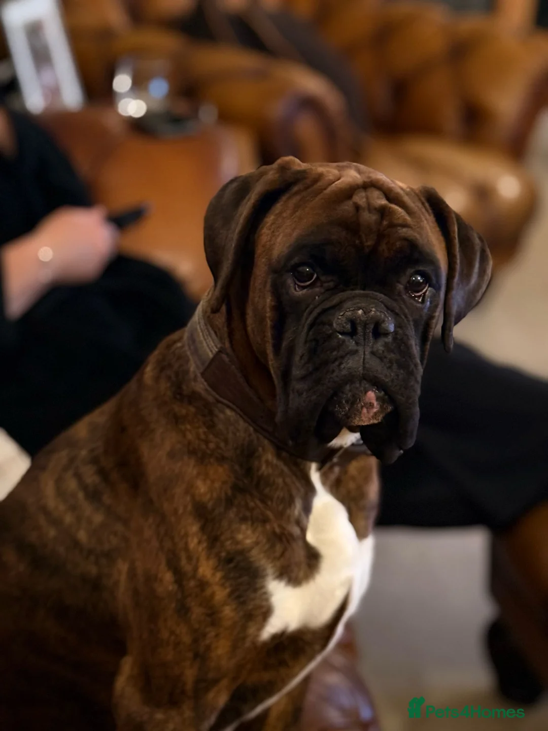 Boxer dogs for stud: Stunning Proven, Health tested and Heartscored 0 in Boston - Advert 20