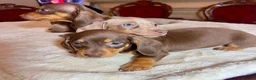 Miniature Dachshund dogs for sale: dachshunds puppies  - Advert 9
