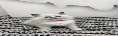 Ragdoll Kitten 6 - Dark pink collar