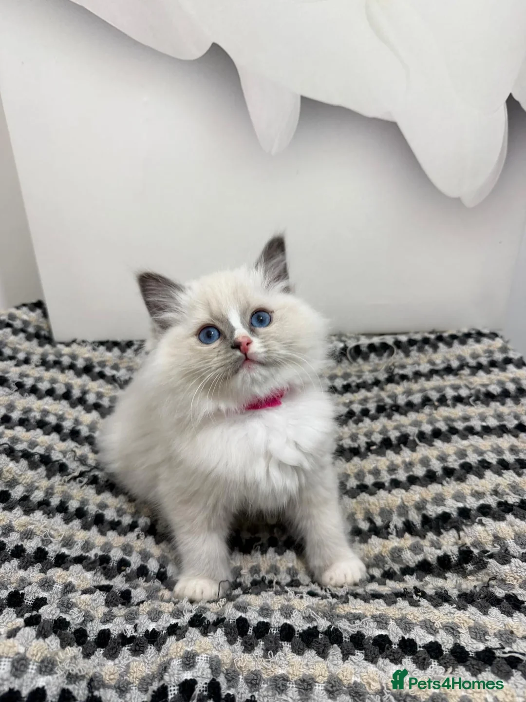 Ragdoll cats for sale: TICA Pedigree Ragdolls Kittens  - Advert 34