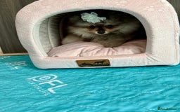 Pomeranian dogs for sale: Luxurious Tiny Pomeranian Puppies - Image 14