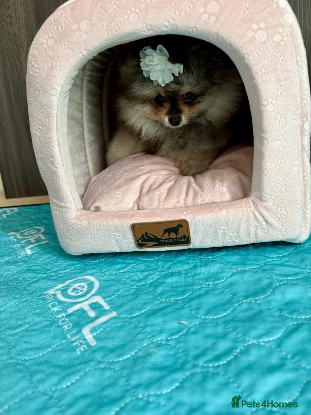Pomeranian dogs for sale: Luxurious Tiny Pomeranian Puppies - Image 14