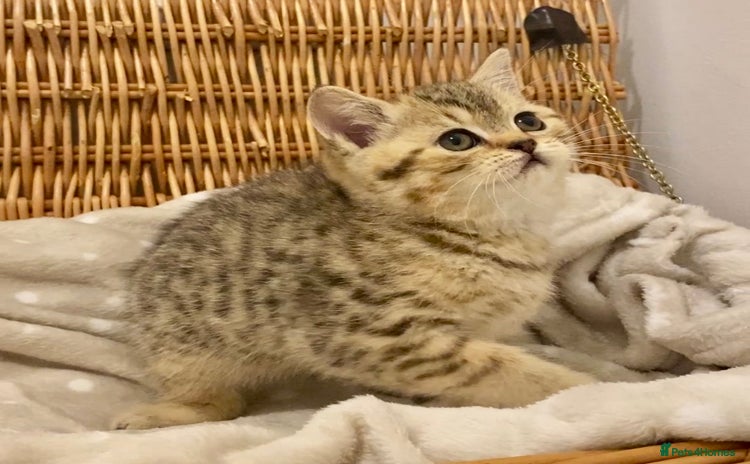 British Shorthair cats 🧸EXCEPTIONAL QUALITY PURE BREED BSH TEDDY BEARS🧸 - Advert 8