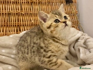 British Shorthair cats 🧸EXCEPTIONAL QUALITY PURE BREED BSH TEDDY BEARS🧸 - Advert 13