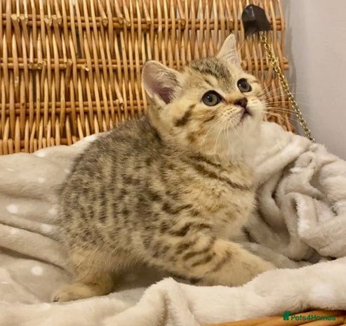 British Shorthair cats 🧸EXCEPTIONAL QUALITY PURE BREED BSH TEDDY BEARS🧸 - Advert 8