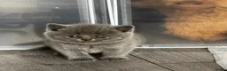 Scottish Fold cats for sale: Beautiful Scottish Kitten, Tica registered - Advert 17