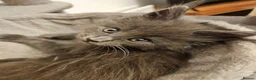 Maine Coon cats for sale: XL Russian main coons in Manchester - Advert 9