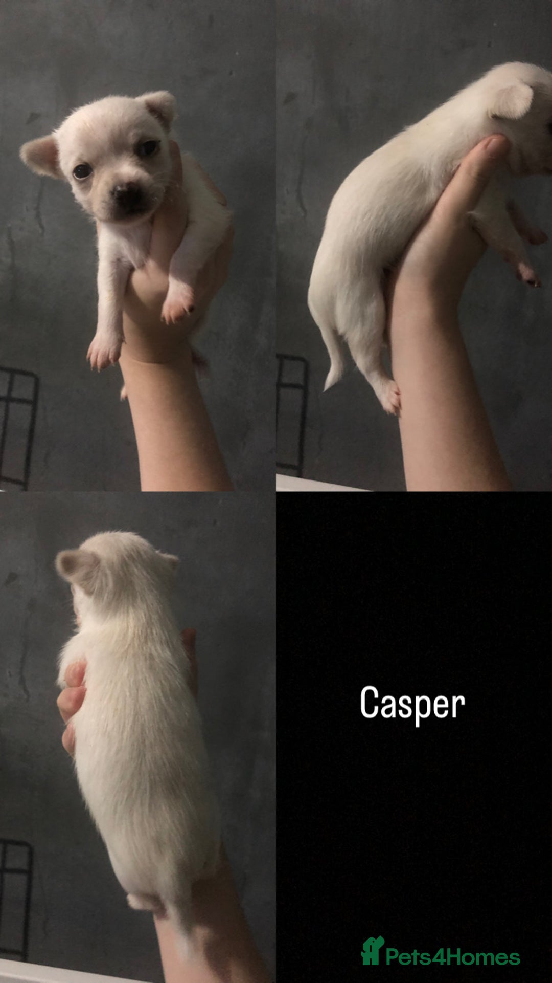 Pomchi dogs for sale: 🐾MALE POMCHI PUPPIES🐾 - Advert 10