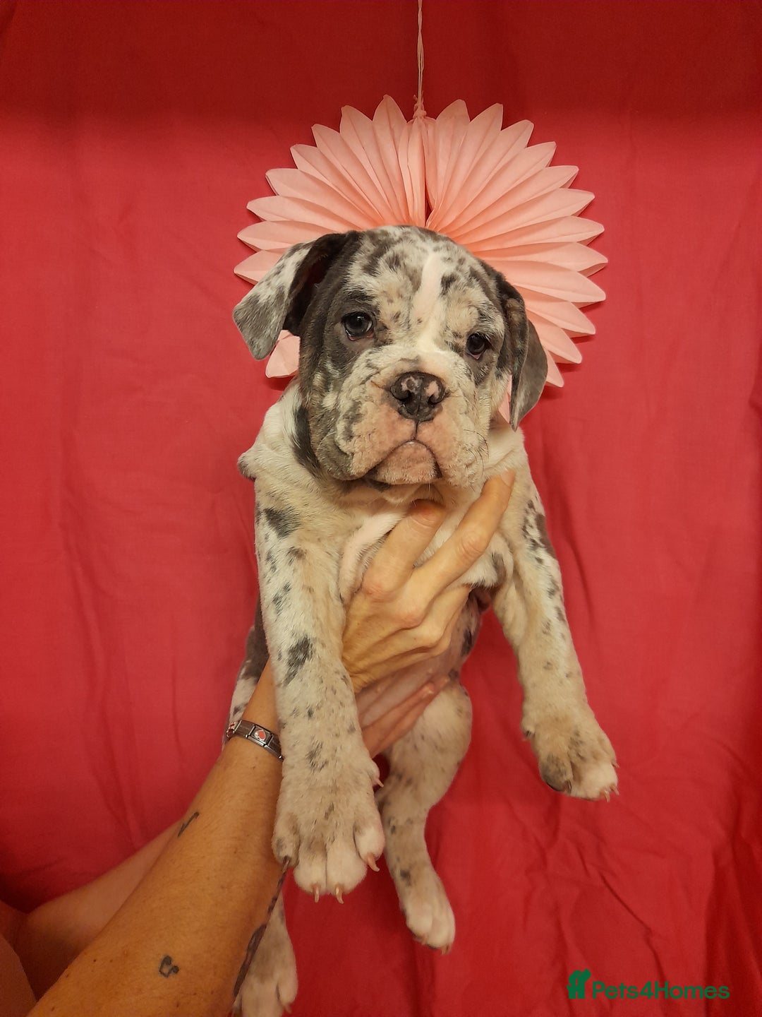Mixed Breed dogs for sale: F1 olde English bulldog - Advert 33