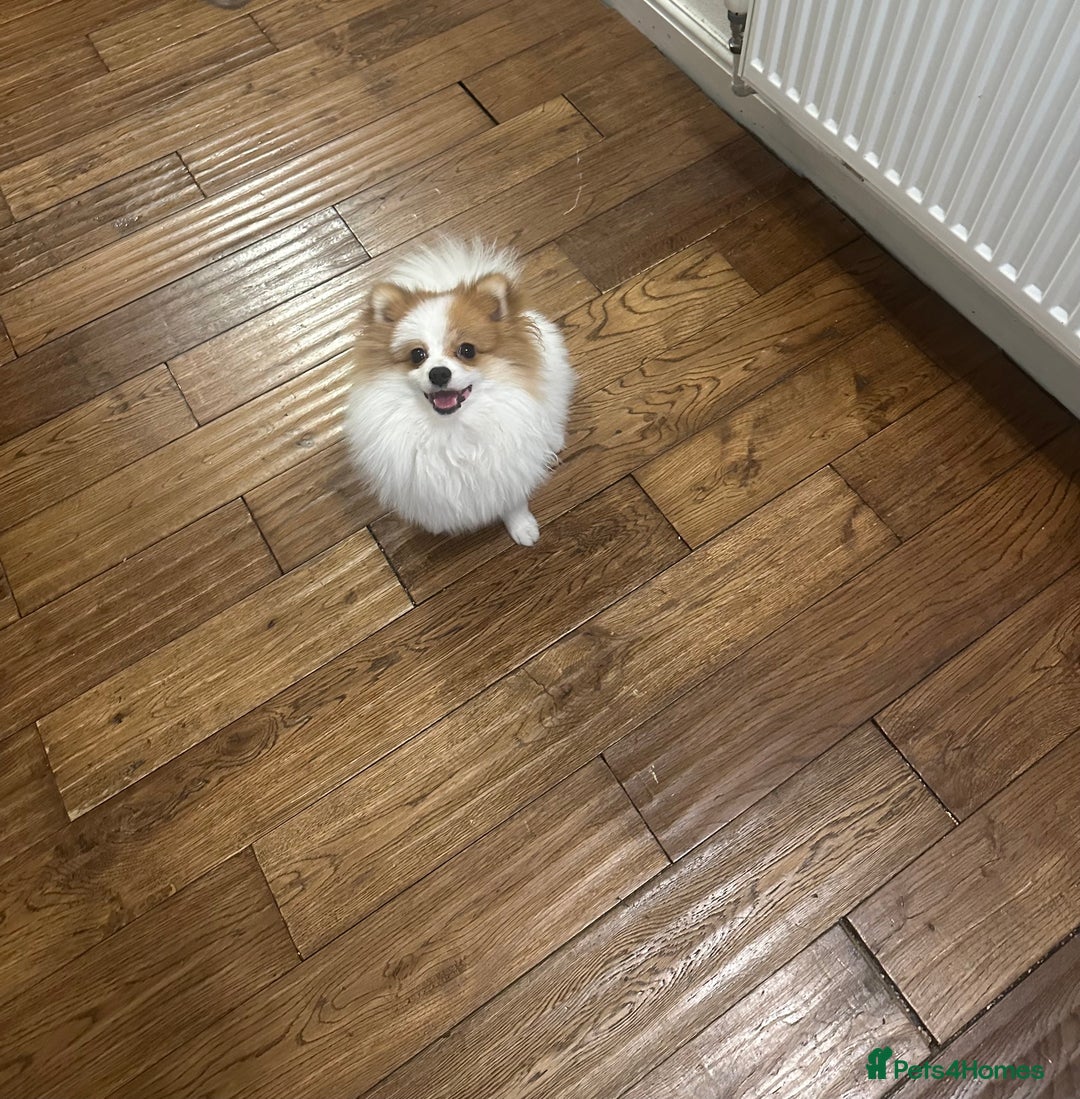 Pomeranian dogs for stud: Pomeranian Male Stud – “Oreo - Advert 6