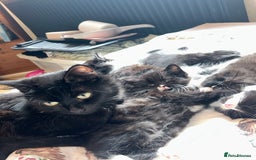 British Longhair cats for sale: 3 beautiful kittens - Image 4