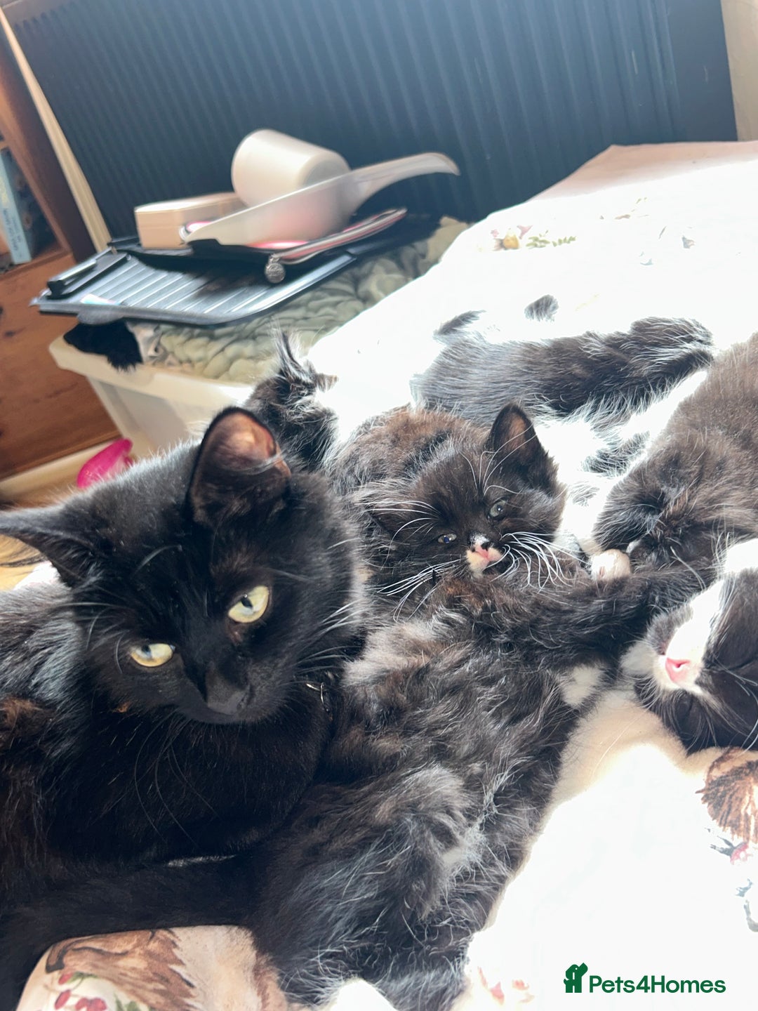 British Longhair cats for sale: 3 beautiful kittens - Image 4