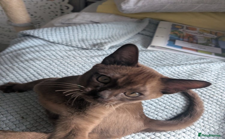Burmese cats - Advert 1
