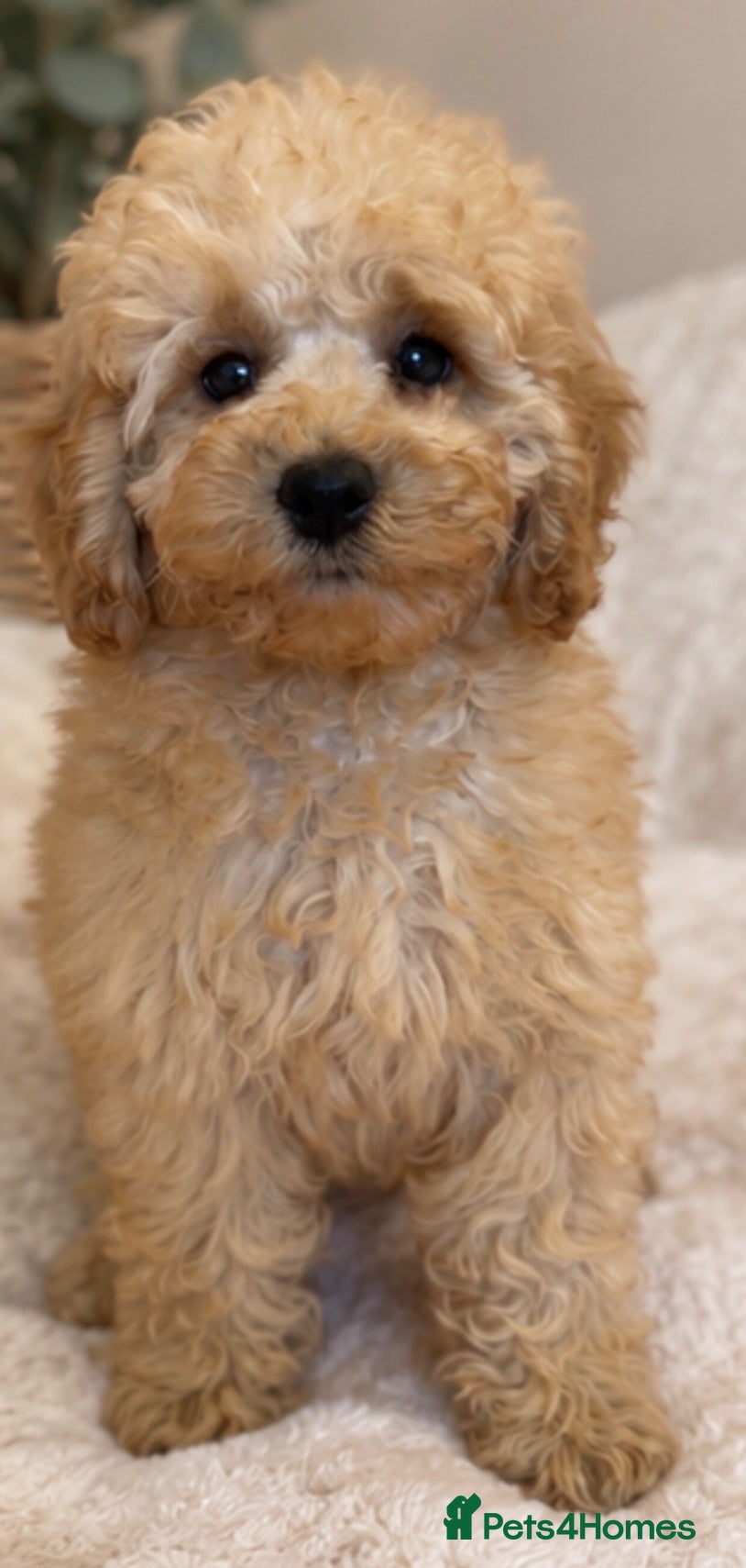 Miniature Poodle dogs DNA HEALTH TESTED. KC poodle  - Advert 11