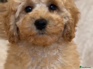 Miniature Poodle dogs DNA HEALTH TESTED. KC poodle - Advert 11