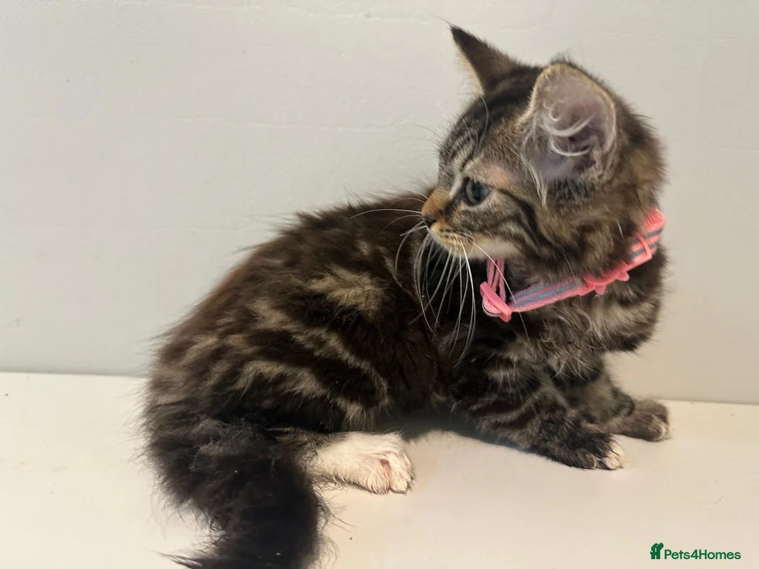 Bengal cats for sale: 2 half bengal female kittens - Advert 5