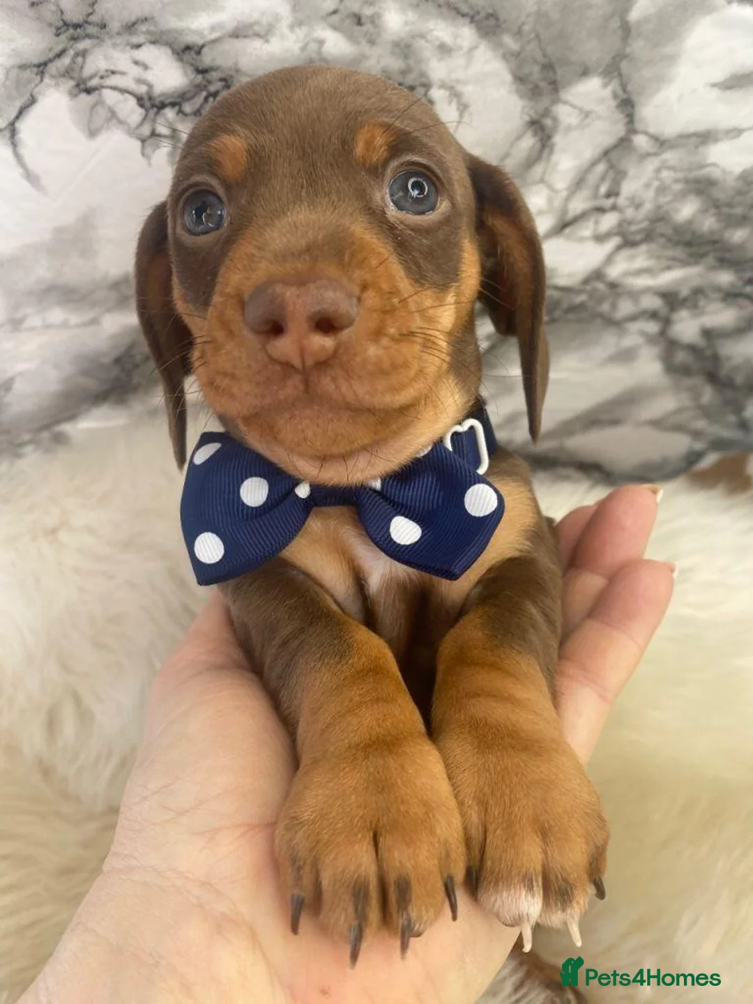 Miniature Dachshund dogs for sale: Exceptional Miniature Dachshund Puppies in Oxford - Advert 2