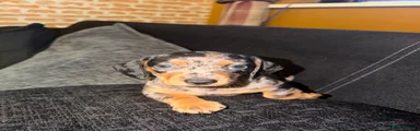 Dachshund 1