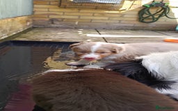 Australian Shepherd dogs for sale: Australian Shepherd puppies looking for new home in Peterborough - Image 7