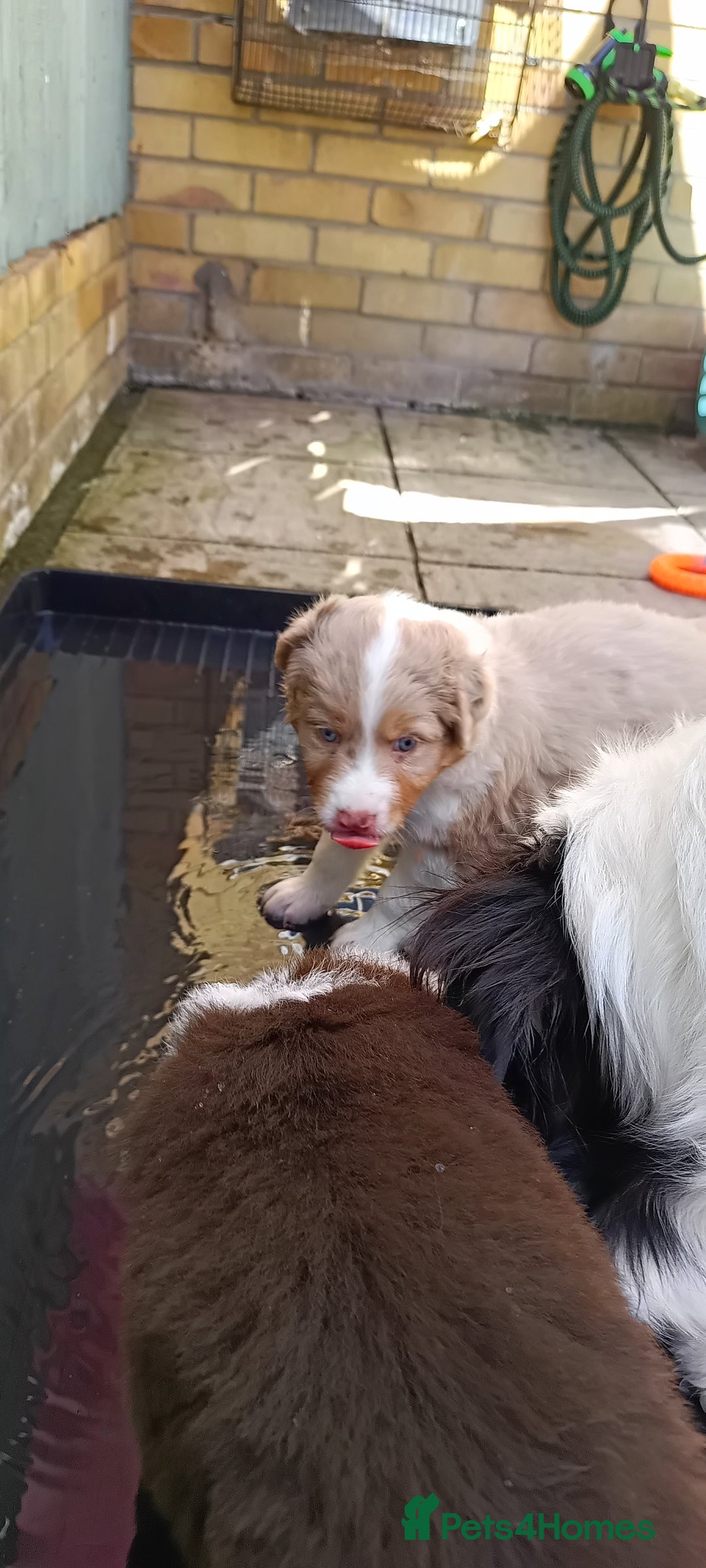 Australian Shepherd dogs for sale: Australian Shepherd puppies looking for new home in Peterborough - Image 7