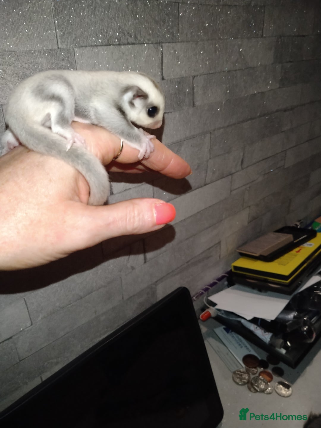 Sugar Glider rodents for sale: Stunning baby sugar glider  - Advert 8