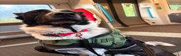 Mixed Breed dogs for sale: Urgent home needed tonight  in London - Advert 2