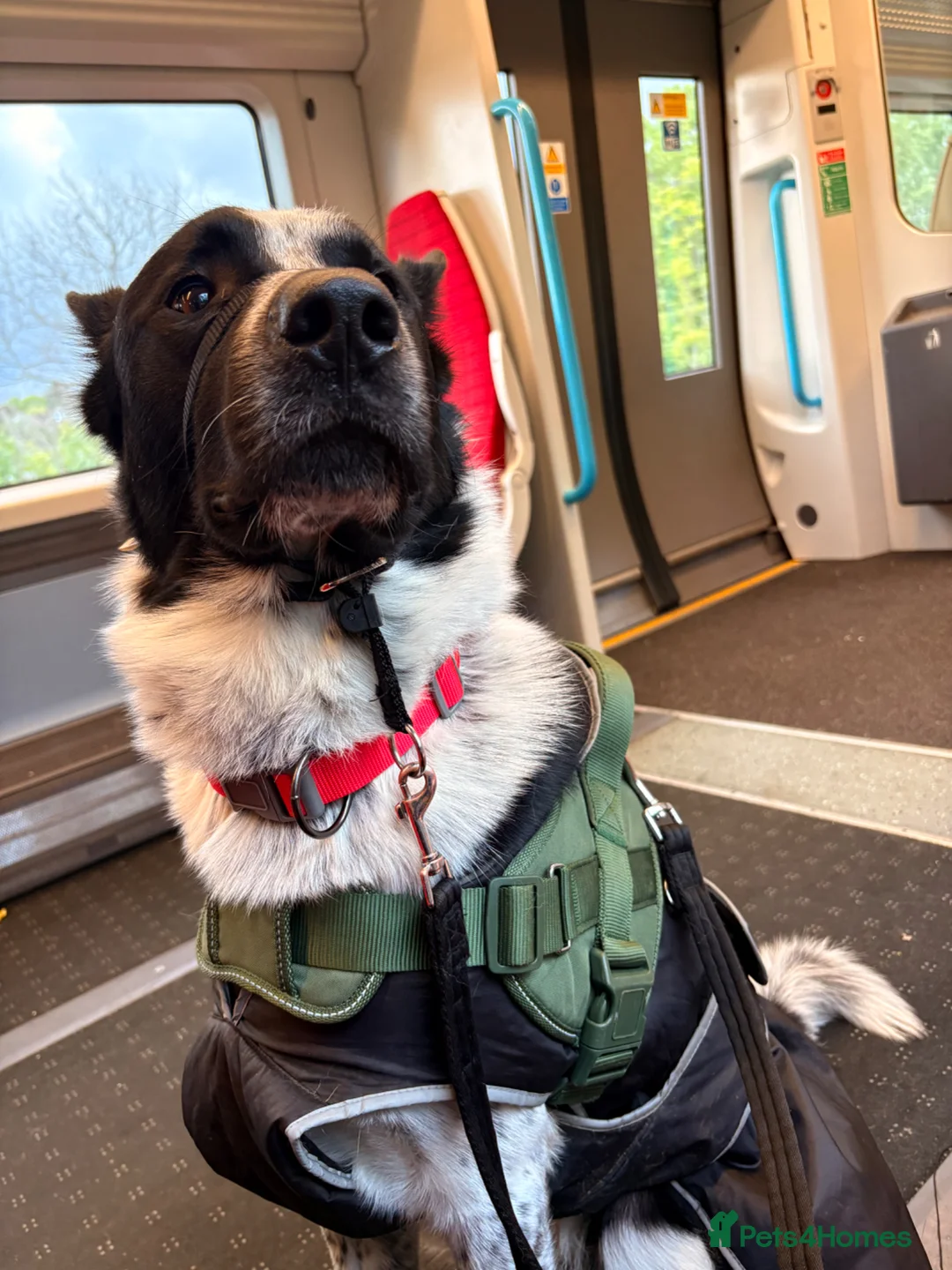 Mixed Breed dogs for sale: Urgent home needed tonight  in London - Advert 2