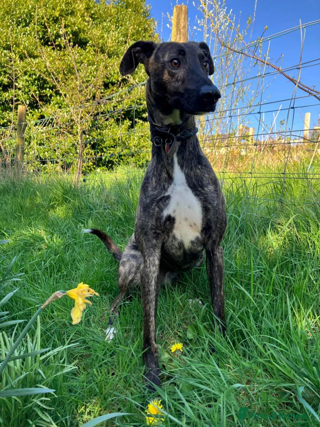 Lurcher dogs for adoption: REGGIE, 5-year-old bull-lurcher in rescue in Halifax - Advert 2