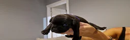 Staffordshire Bull Terrier dogs for sale: Beautiful Staffordshire Bull Terrier Puppies in Stockport - Advert 8