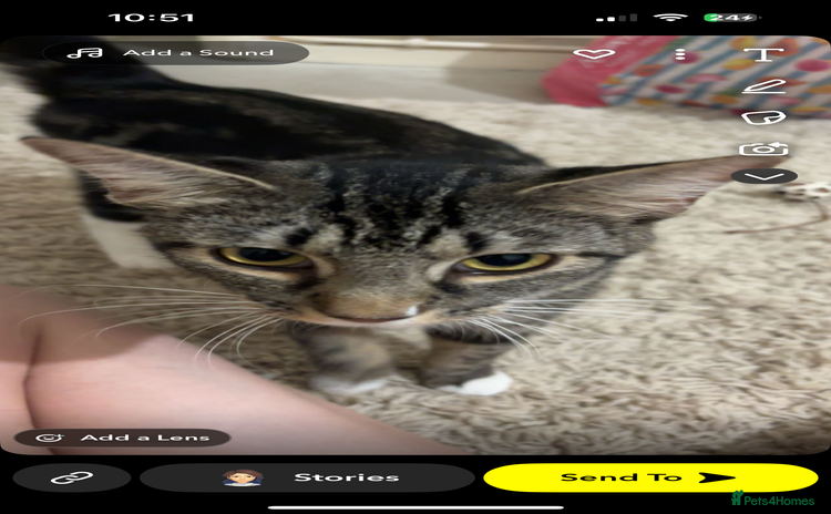 Mixed Breed cats - Advert 5