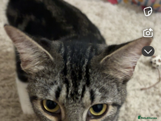 Mixed Breed cats - Advert 23