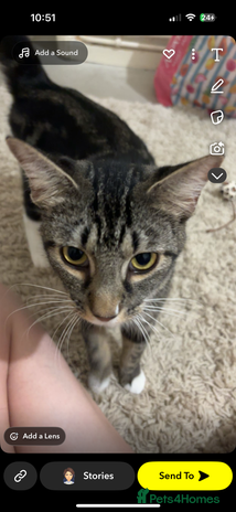 Mixed Breed cats - Advert 1