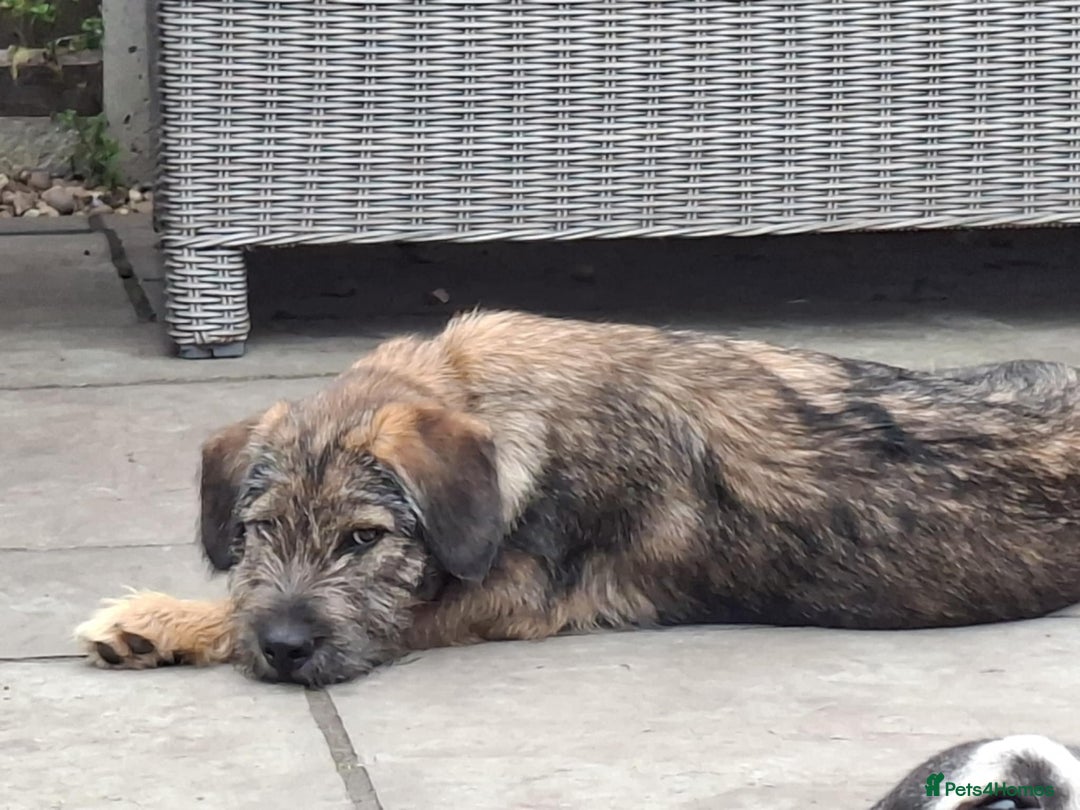 Mixed Breed dogs for adoption: Saffie - North Walsham Norfolk  - Image 2