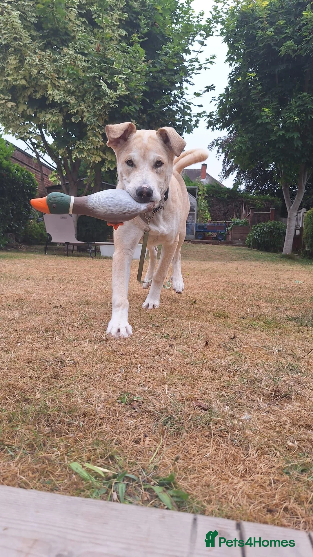 Mixed Breed dogs for adoption: Dougie - Advert 9