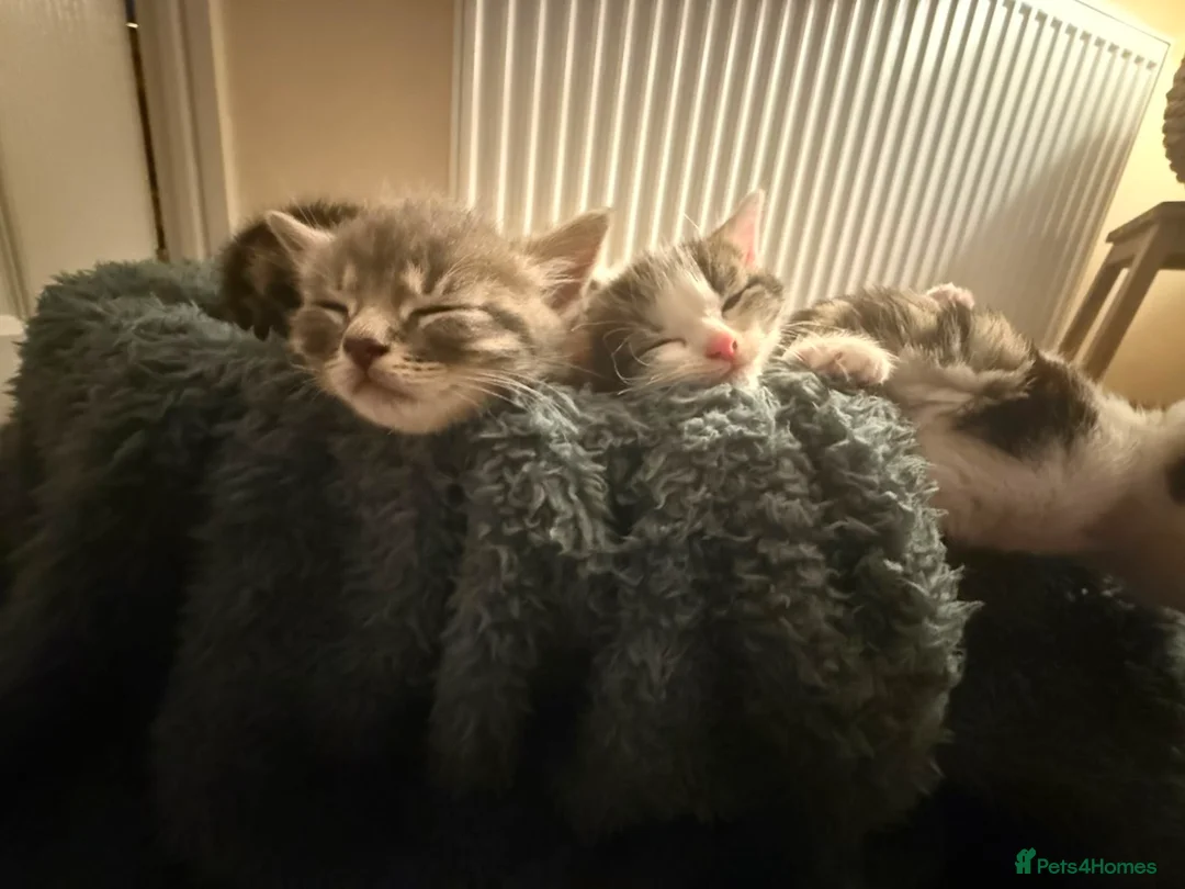 Mixed Breed cats for sale: Beautiful Female Kittens – Ready to Leave 19/06 in Holt - Advert 1