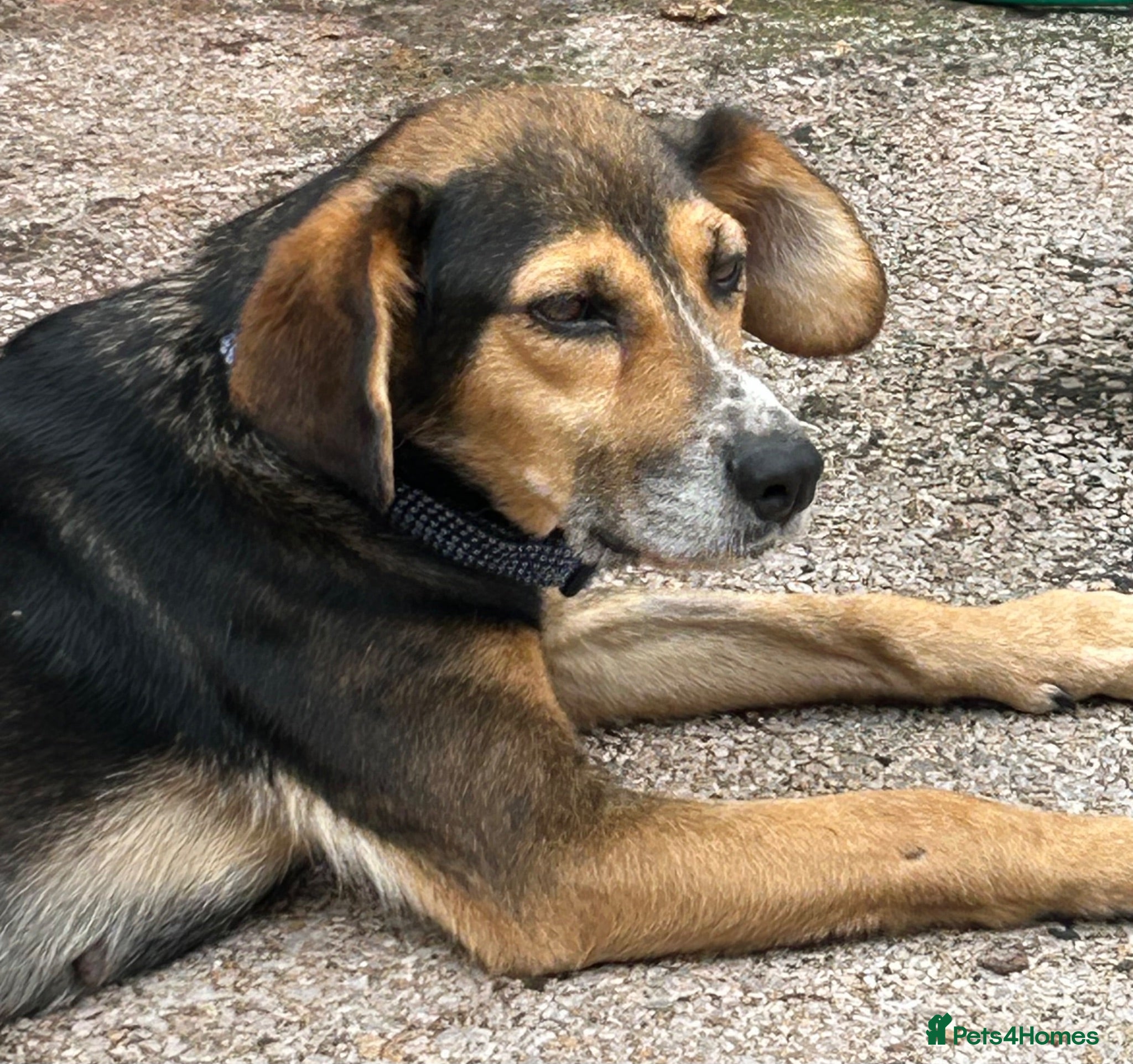 Mixed Breed dogs Spirit, 10 years approx. Available for adoption. - Advert 12