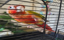 Conures birds for sale: Green-cheeked Conure (Pineapple Mutation)  - Image 3