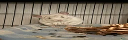 Chinchilla rodents for sale: Male Baby White Mosaic Chinchilla  in Bristol - Advert 2