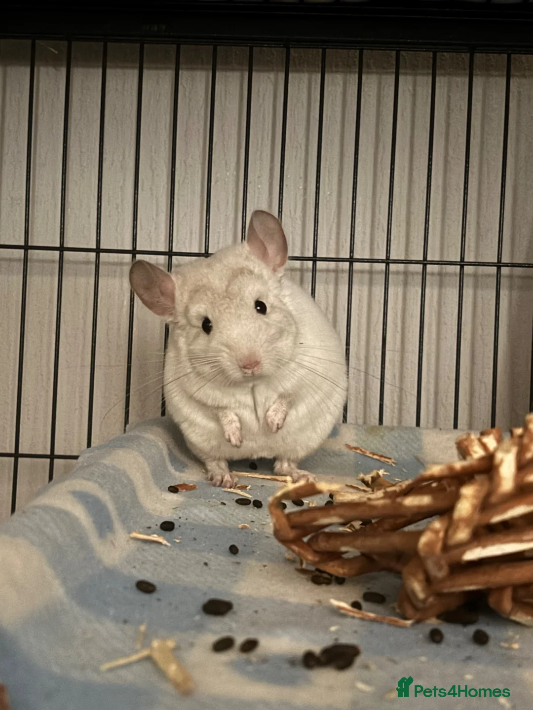 Chinchilla rodents for sale: Male Baby White Mosaic Chinchilla  in Bristol - Advert 2