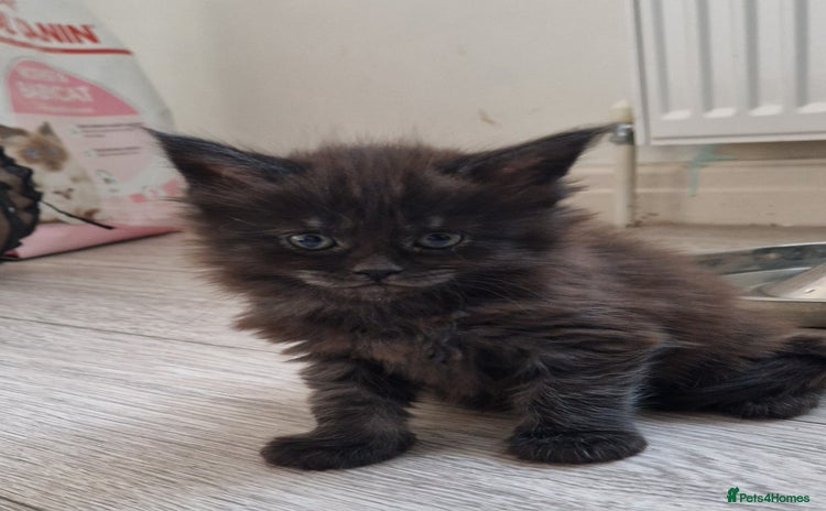 Maine Coon cats Pedigree Smoke Russian Line Mainecoons - Advert 12