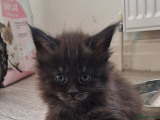 Maine Coon cats Pedigree Smoke Russian Line Mainecoons - Advert 7