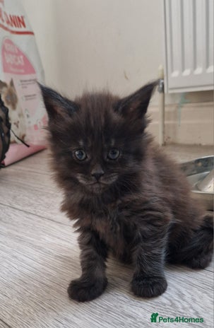 Maine Coon cats Pedigree Smoke Russian Line Mainecoons - Advert 12