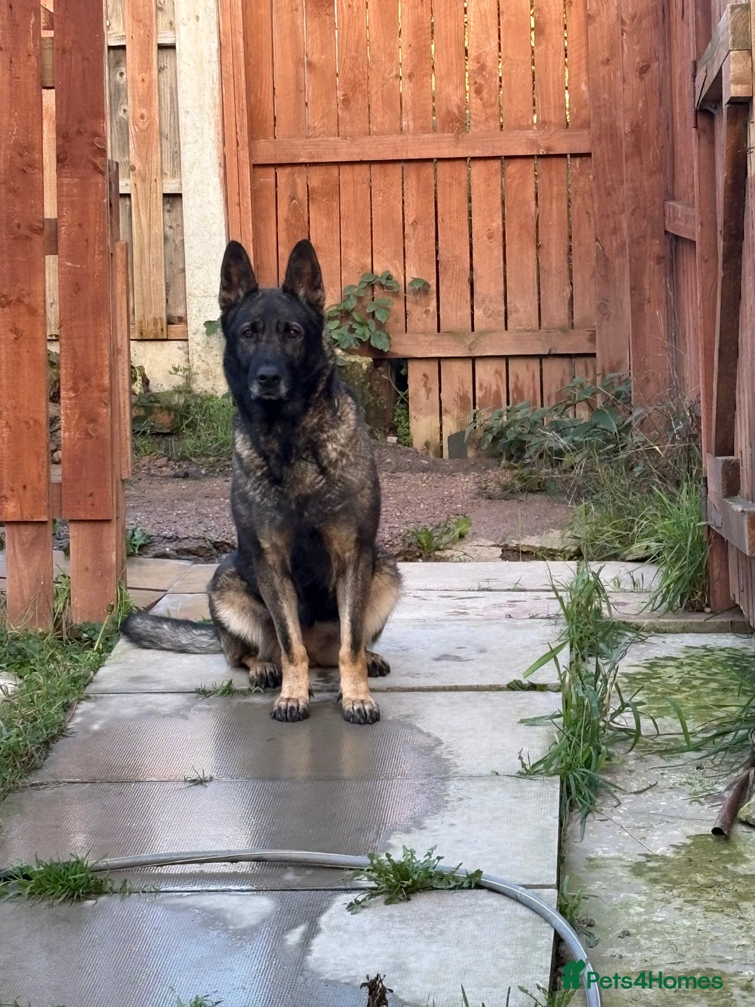 German Shepherd dogs for sale: 3 year old Czech shepherd for sale  - Advert 2