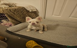 French Bulldog dogs for sale: Absolutely stunning fluffy frenchie  - Image 4