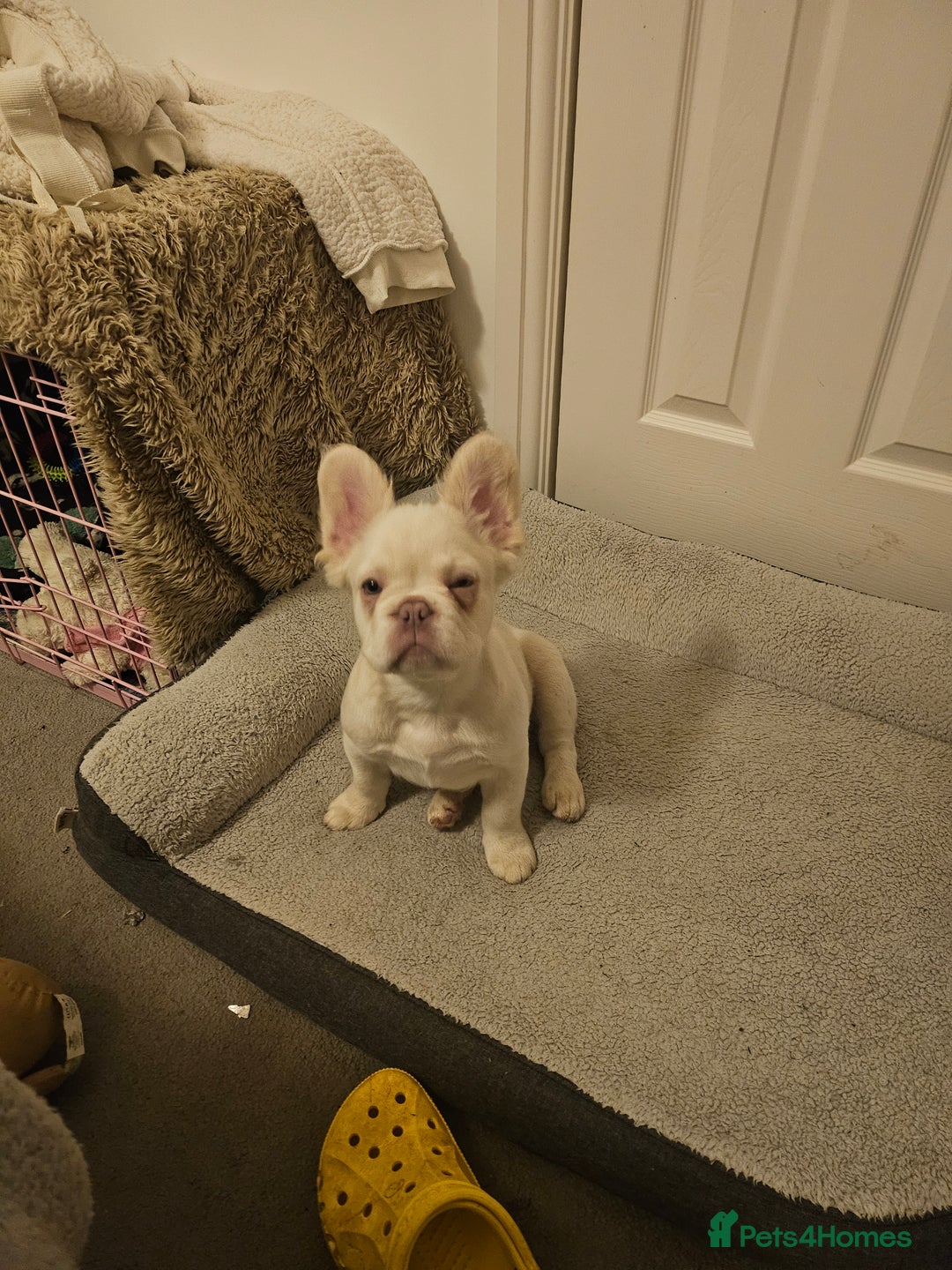 French Bulldog dogs for sale: Absolutely stunning fluffy frenchie  - Image 4