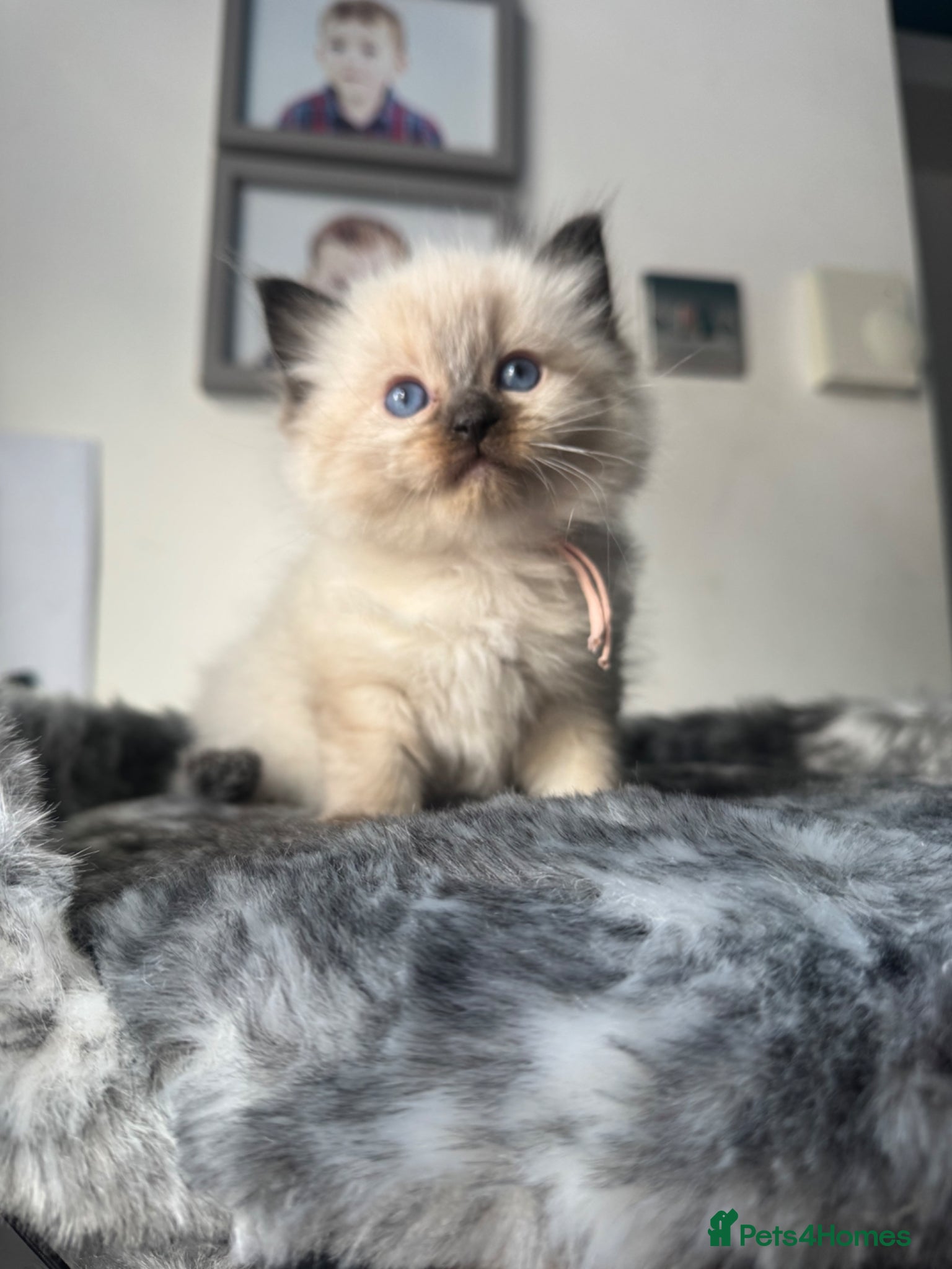 Ragdoll cats Beautiful ragdoll kittens  - Advert 15